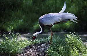 Naped: White-naped Crane at nest