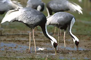 Cranes: WHITE-NAPED CRANE - pair feeding