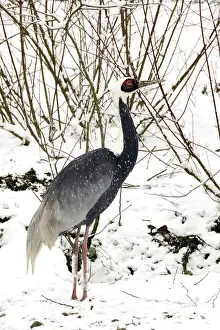 Vipio: White-naped Crane - in snow