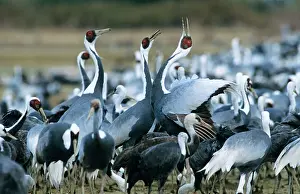 Vipio: White-naped Crane - wintering birds