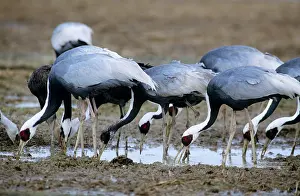 Vipio: White-naped Crane - wintering birds