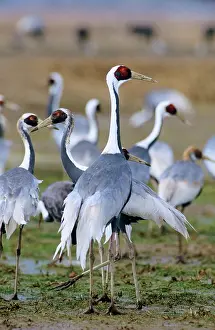 Vipio: White-naped Crane - wintering birds