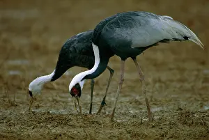 Vipio: White-naped Crane - Wintering birds feeding