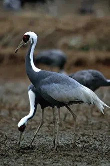 Cranes: WHITE-NAPED CRANE - x two, appears two-headed