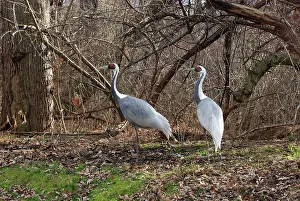 Naped: White-Naped Cranes