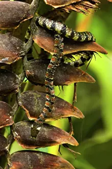 Naped: White-naped Earth Snake