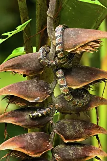 Naped: White-naped Earth Snake