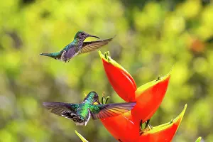 Paradise: White-naped Hummingbird (Trochilidae) (Florisugra