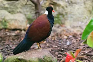 Naped: White-naped pheasant-pigeon, male, native to New