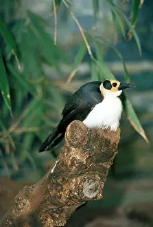 Crow: White-necked Bald Crow / White-necked Bald Rockfowl