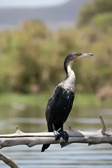 Naivasha: White-necked Cormorant