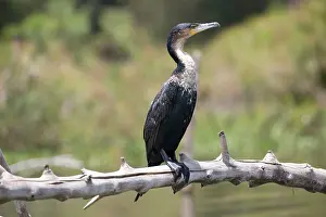 Naivasha: White-necked Cormorant