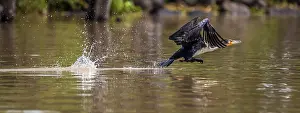 161018: White - Necked Cormorant flying on water at Lake
