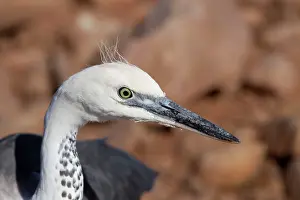 Pacifica: White-necked Heron