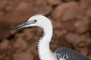 Pacifica: White-necked Heron