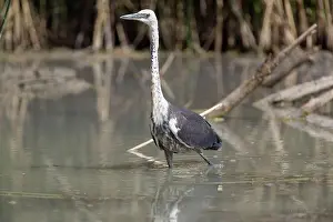 Pacifica: White-necked Heron