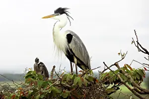 Cocoi: White-necked heron