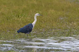 Morgan: White-necked Heron