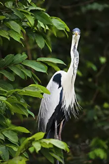 Cocoi: White-necked Heron