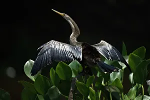 Sunning: White-necked Heron