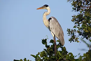 Cocoi: White-necked Heron