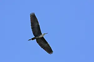 Hans & Judy Beste: White-necked Heron