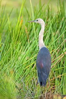 Swampland: White-necked Heron - adult white-necked heron standing