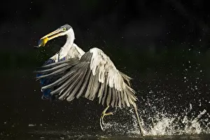 Cocoi: White-necked Heron (Ardea cocoi) has caught a f