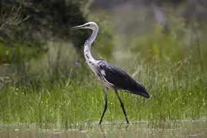 Pacifica: White-necked Heron (Ardea pacifica)