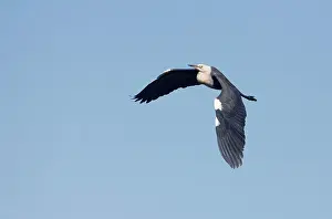 Pacifica: White-necked Heron - In flight