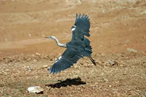 Outstretched: White-necked Heron - Immature, landing with wings