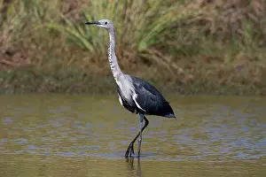 Pacifica: White-necked Heron - non-beeding plumage