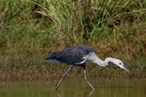 Pacifica: White-necked Heron - non-beeding plumage