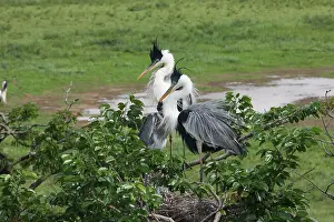 Minas: White-necked herons