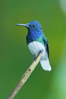 Mellivora: White-necked Jacobin