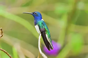 Mellivora: White-necked Jacobin