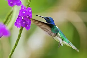 Mellivora: White-necked Jacobin