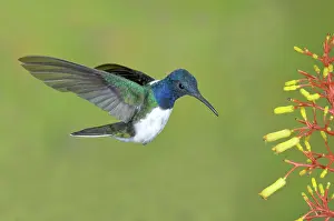 Ecuadoran: White-necked Jacobin