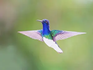 Necked: White Necked Jacobin - in flight backlit Florisu