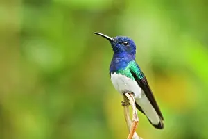 Ecuadorian: White-necked Jacobin (Florisuga mellivora) adult
