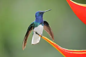 Lobster: White necked jacobin (Florisuga mellivora) or Jacobin