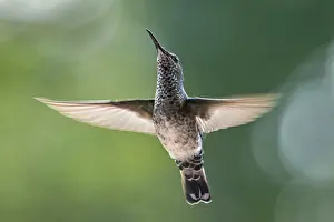 110119: White-necked Jacobin (Florisuga mellivora) juvenile