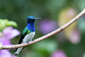 Mellivora: White-necked Jacobin (Florisuga mellivora) male