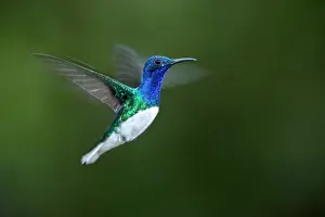 Mellivora: White-necked Jacobin (Florisuga mellivora) male