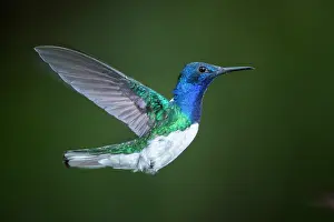 Mellivora: White-necked Jacobin (Florisuga mellivora) male