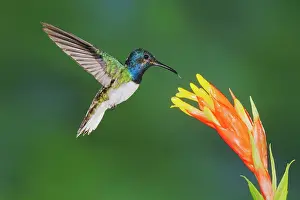 Mellivora: White-necked Jacobin (Florisuga mellivora), male