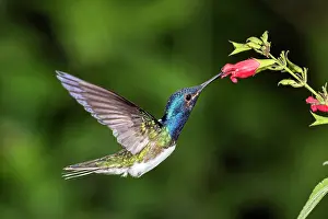 Ecuadorian: White-necked jacobin (Florisuga mellivora), male