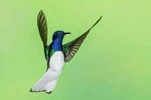 Hummingbird: White-necked Jacobin flying, Northern Peru