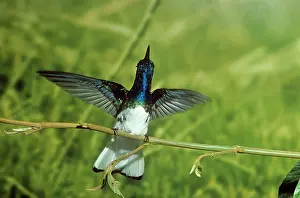 Gillean White: White-necked Jacobin Hummingbird
