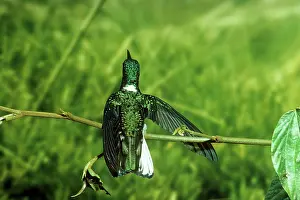Gillean White: White-necked Jacobin Hummingbird